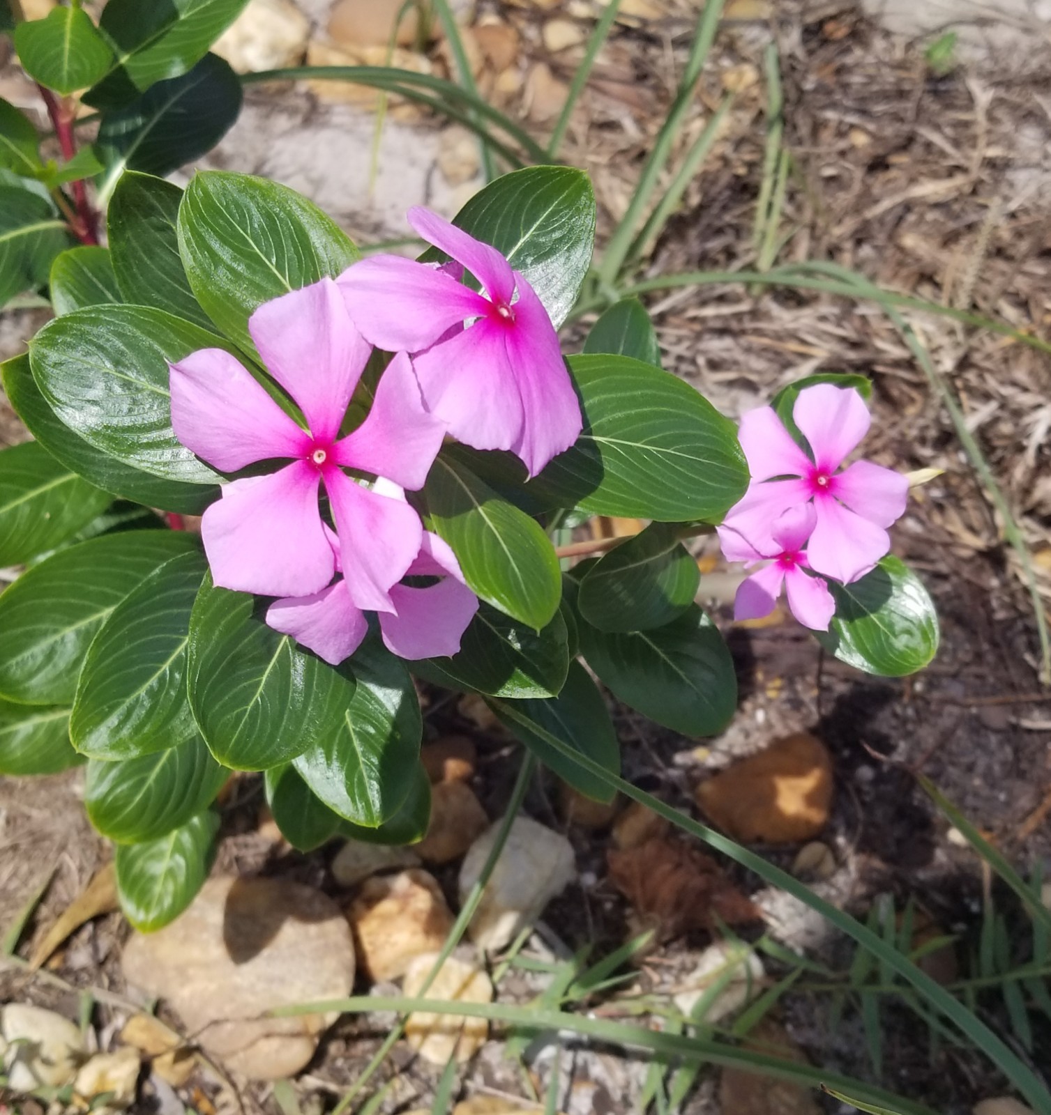 100+ Pink Periwinkle Seeds Catharanthus Vinca Rosea Flower Seeds