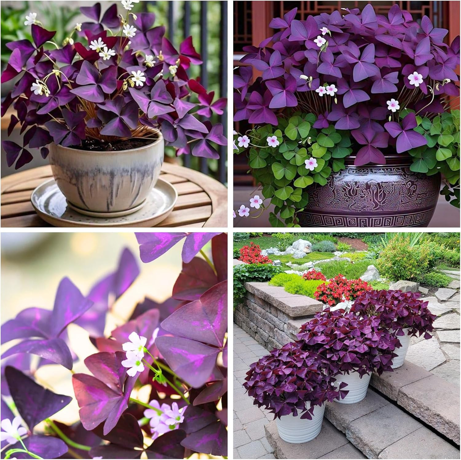 Purple Oxalis Triangularis Bulbs Shamrock Plant 12 Plus Bulbs