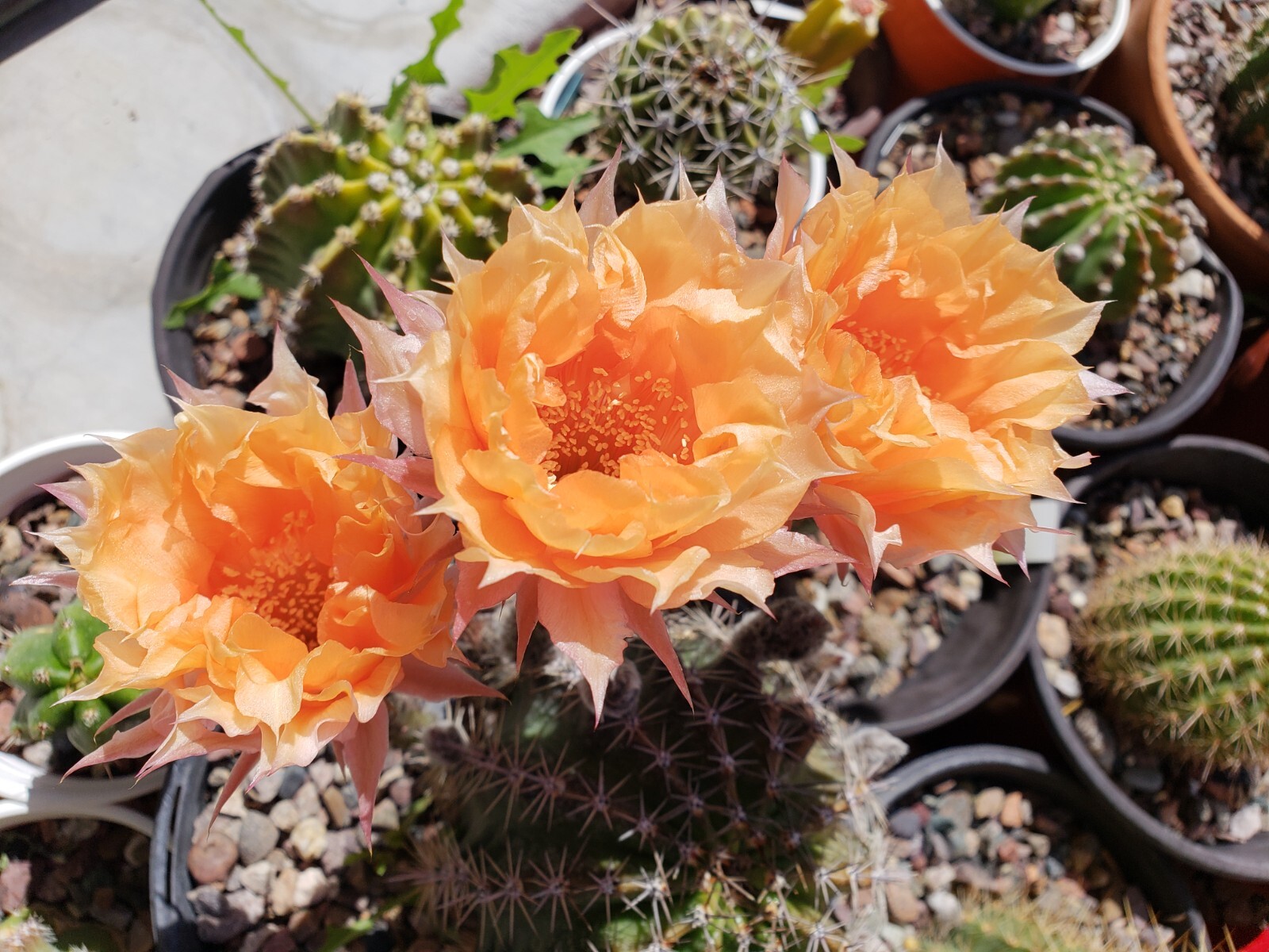 *2026 HARVEST* Echinopsis ‘Orange Cups’ Open Pollinated 50x Seeds