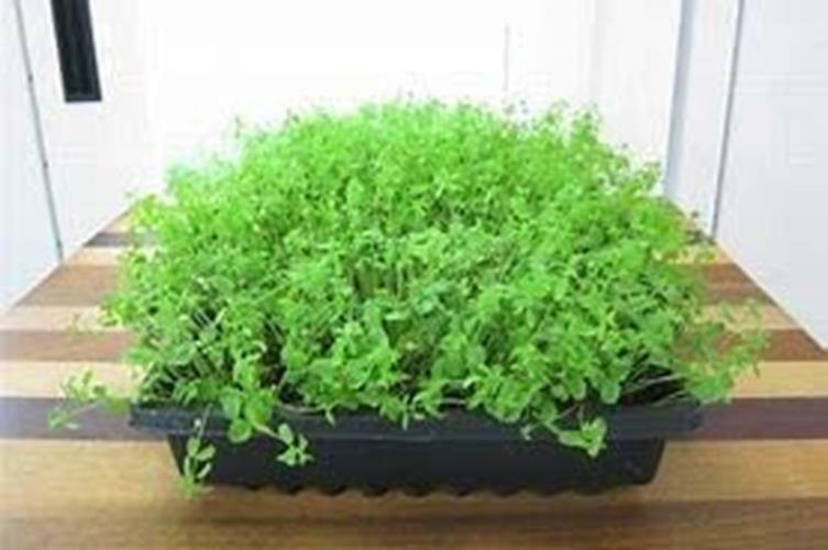 12 oz Flax