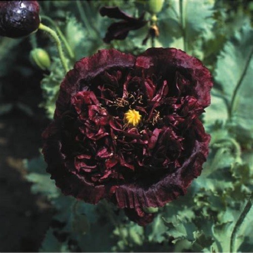 Black Cloud Peony Poppy Seeds Double Petalled Black Papaever somniferum Heirloom