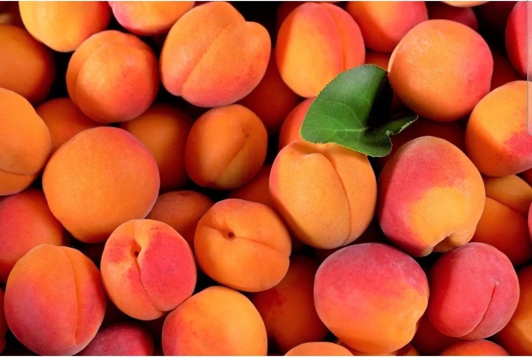 10 AMERICAN PLUM TREE SEEDS (Prunus americana) Fast Flower Plant Hardy-Zone 3