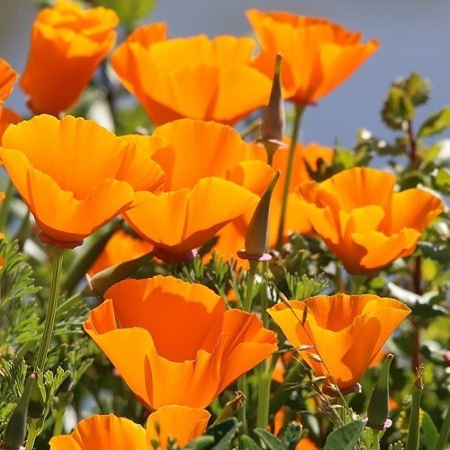 2,000 Orange California Californica Eschscholzia Poppy Flower Seeds For Planting