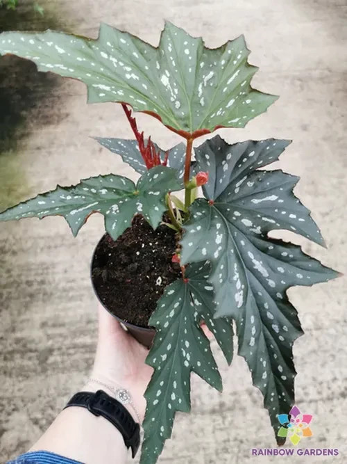 25+ Sophie Cecil Begonia Seeds for Garden Planting – USA – FREE SHIPPING!