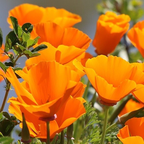 2,000 Orange California Californica Eschscholzia Poppy Flower Seeds For Planting