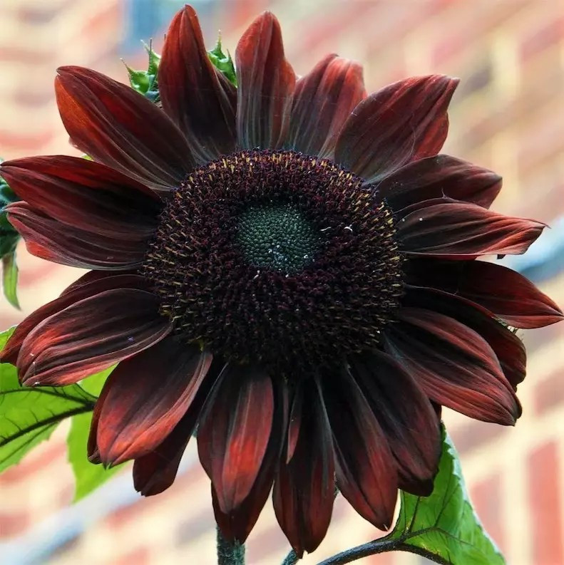 100+ Chocolate Cherry Sunflower Seeds — Heirloom – Organic – NON GMO —– RARE