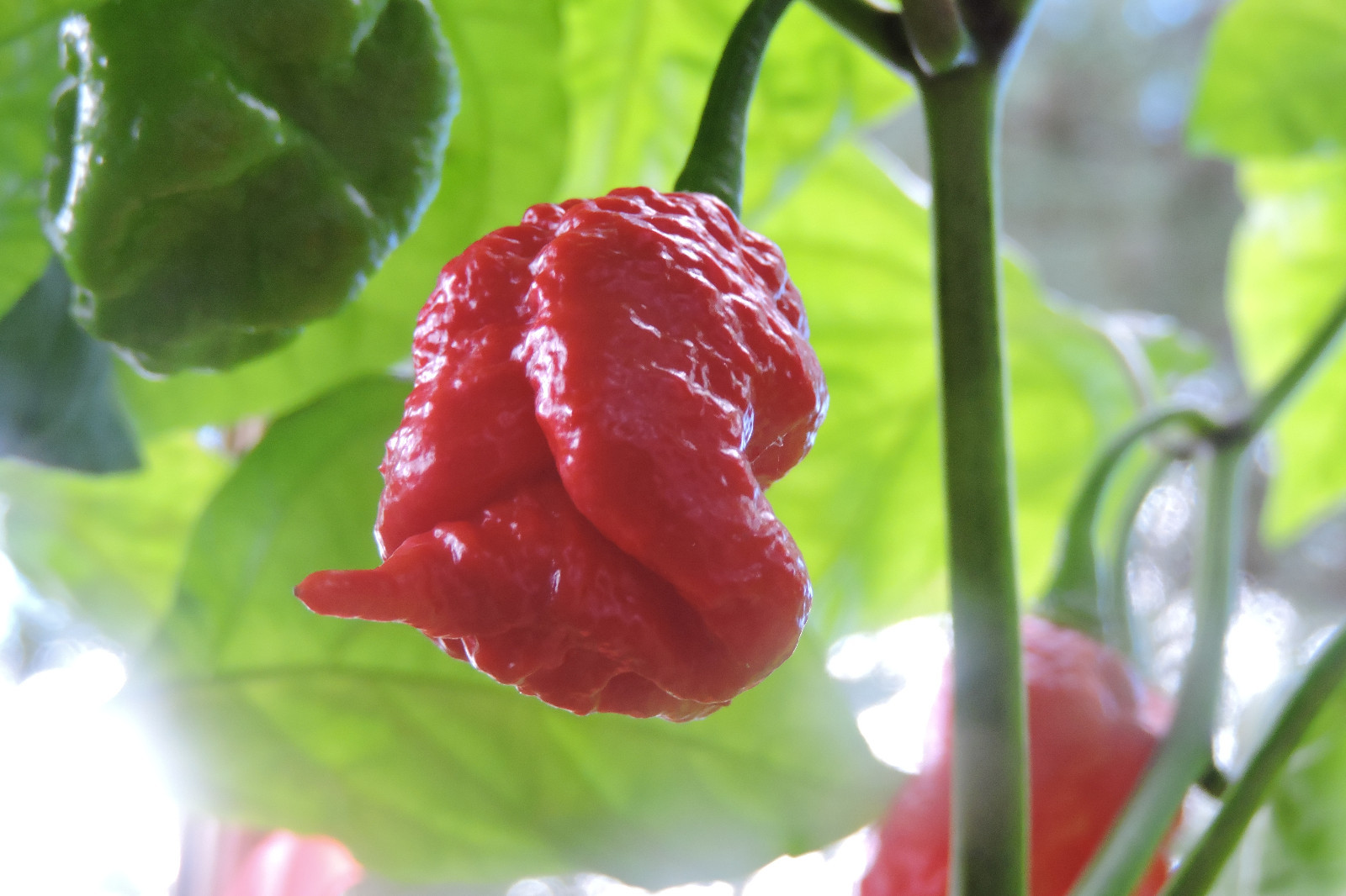 Rare Superhot Pepper Seeds Including Trinidad Scorpion CARDI & 7 Pot Douglah