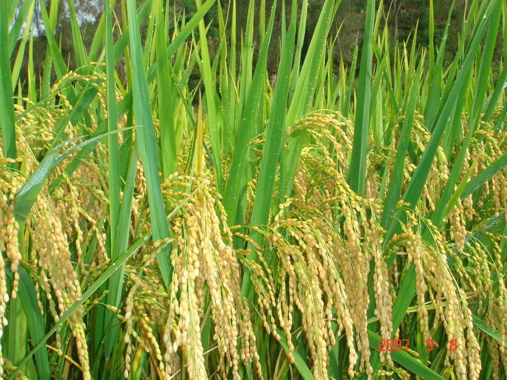 Wild Rice Seeds for Planting Waterfowl Food Plot Cover Crop Prevent Soil Erosion