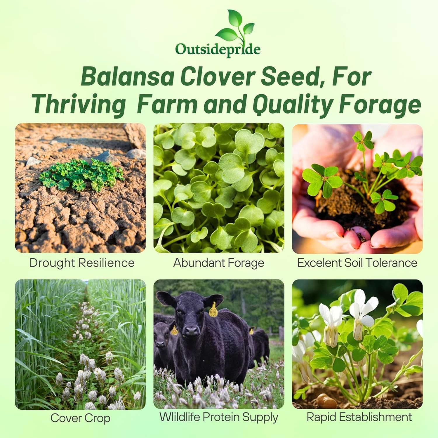 5 LBS – Inoculated FIXatioN Balansa Clover: Bio-Massive Drought Tolerant