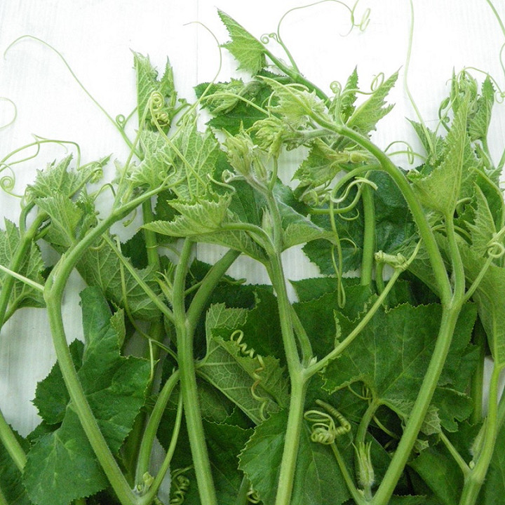 10 PCS SUPER SQUASH BUDS , BÍ SIÊU NGỌN | 98% GERMINATION |