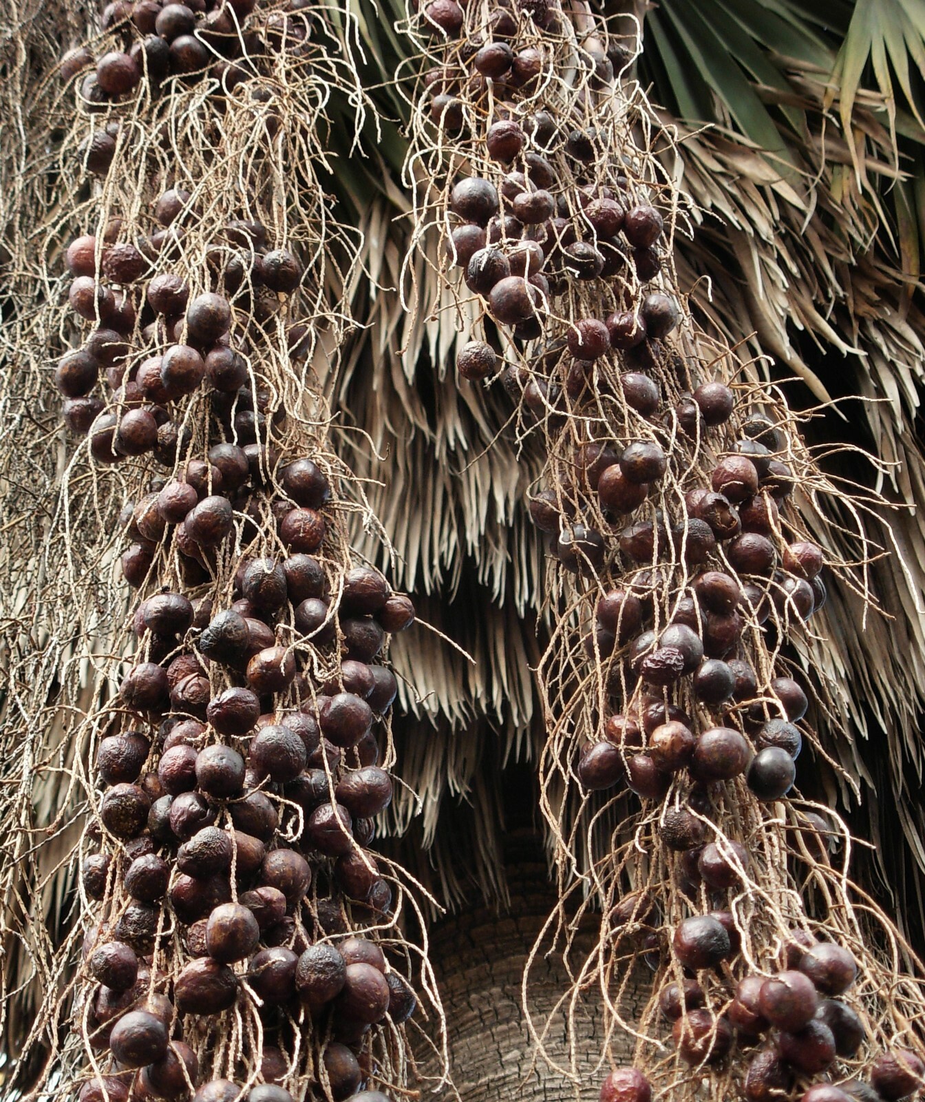 Brahea armata | Blue Hesper & Mexican-Blue Fan Palm | Gray Goddess | 5_Seeds