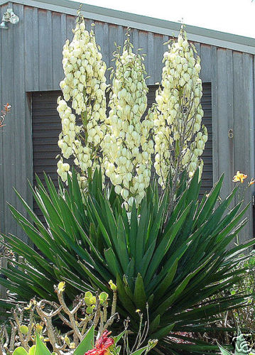 Adams Needle, Yucca filamentosa, Shrub Seeds (Showy Hardy Evergreen)