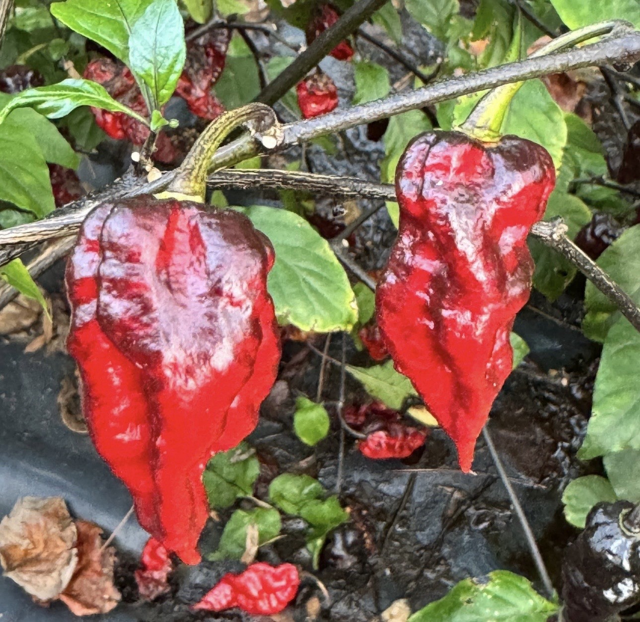 Rare!! 5 Naga Tiger DD Pepper 🌶️ Plants!! Healthy And Rooted!! Ready To Ship!!