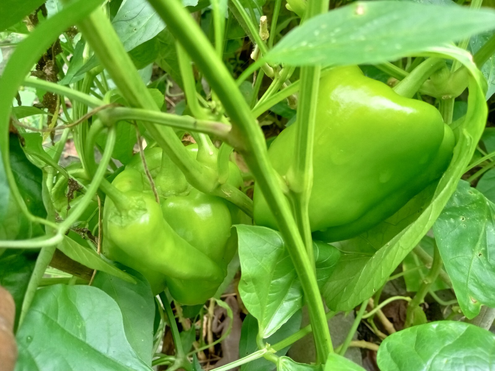 50+ Red, Orange,Yellow & Green Bell Pepper Seeds.US grown seeds.