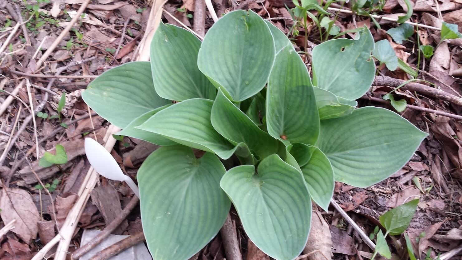 8 Dwarf Hosta Root Divisions – For Shade – Perennial
