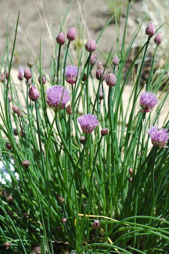 1,000 Chive Seeds Spice Chives Herb Seeds
