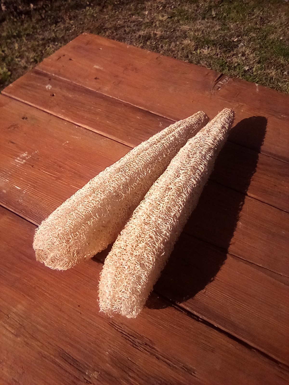 25+ LUFFA SEEDS, HEIRLOOM, USA GROWN, FREE SHIPPING