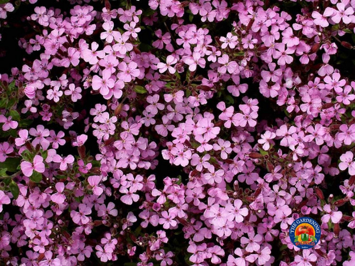 500 Soapwort Flower Seeds Saponaria ocymoides (Ground Cover, Rock Garden)