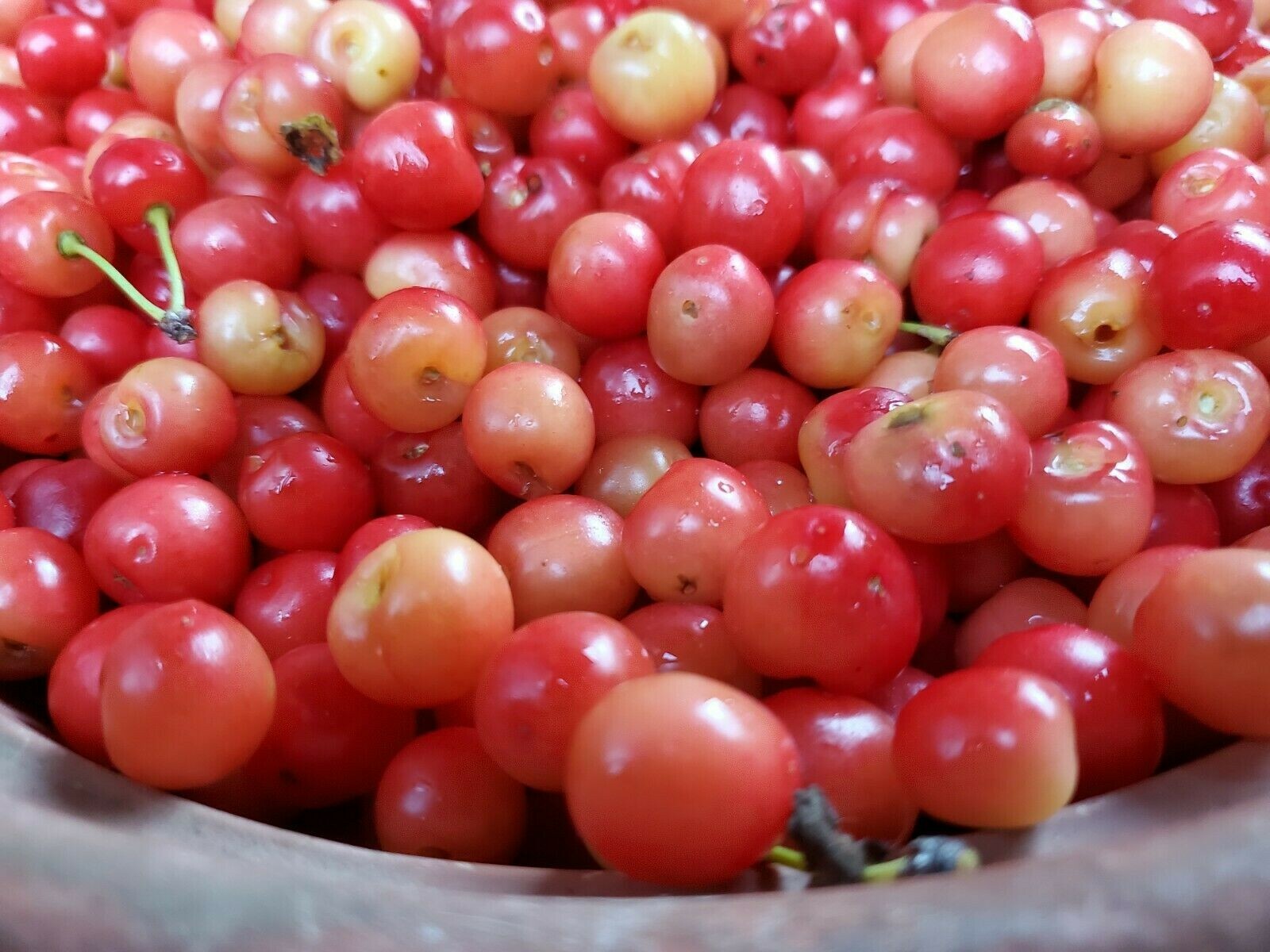 Cherry Tree Seeds |Montmorency Sour Cherry NON-GMO | Missouri Orchard | 15 seeds