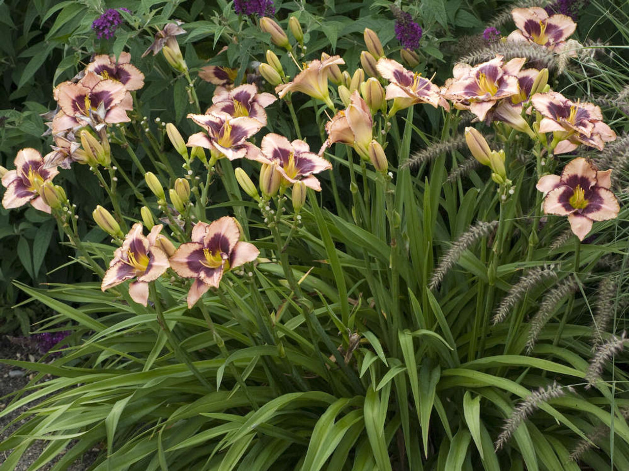 Reblooming Daring Deception Daylily Hemerocallis One Rooted Starter Plant