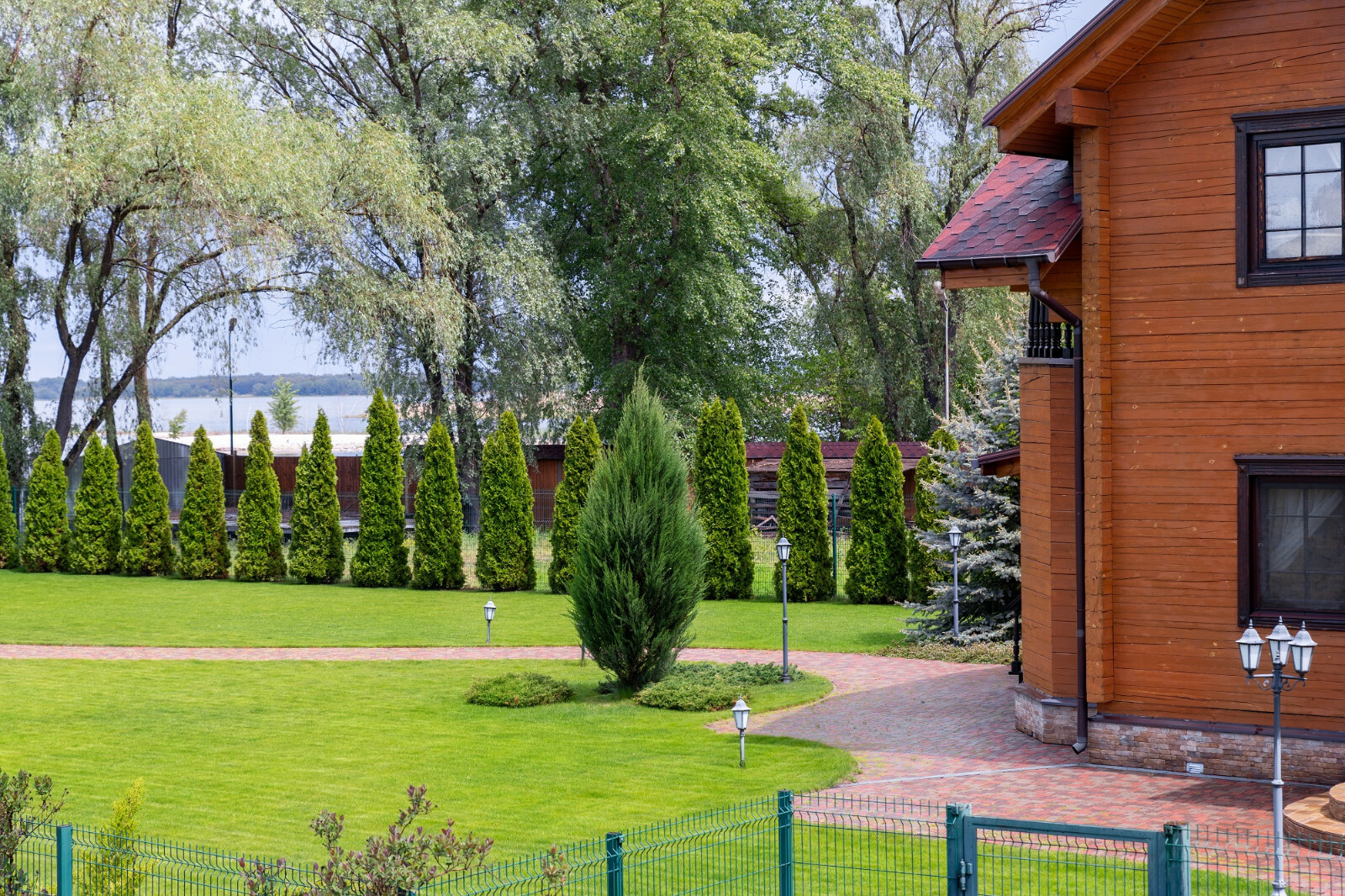 50+ THUJA TREE SEEDS (Thuja occidentalis) White Cedar Arborvitae Hedge Row FAST