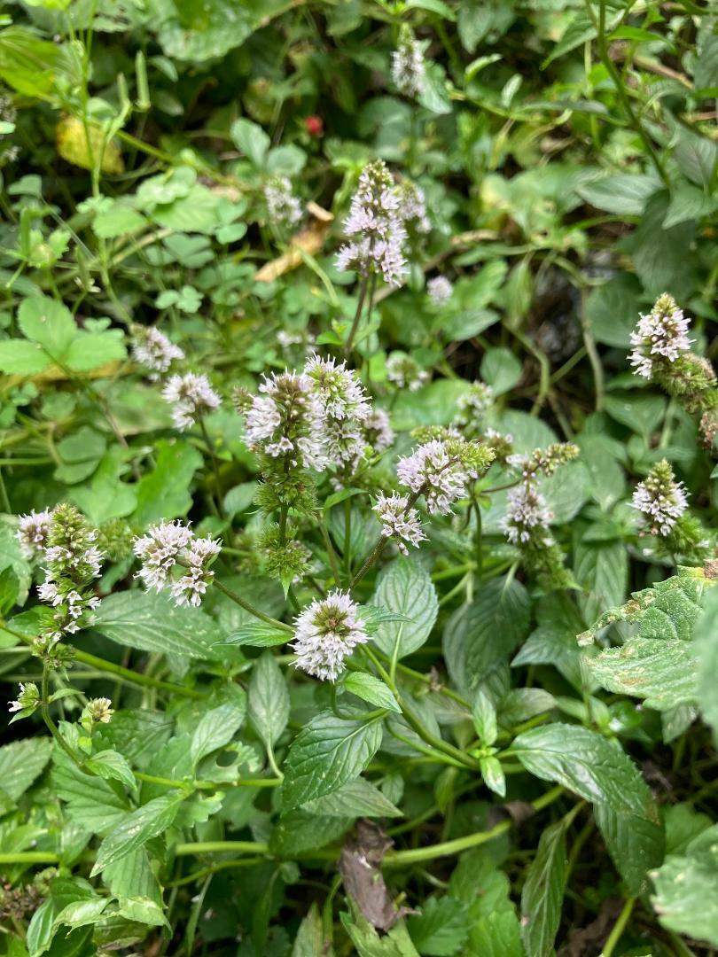 Chocolate Mint Herb Plant 25 Seeds USA Seller USA Seller Home Grown