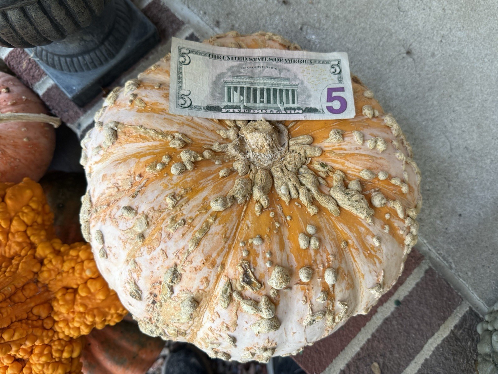 Seeds #8: Large Peanut Pumpkin. Orange/Cream. Unique Seeds (10 ct)