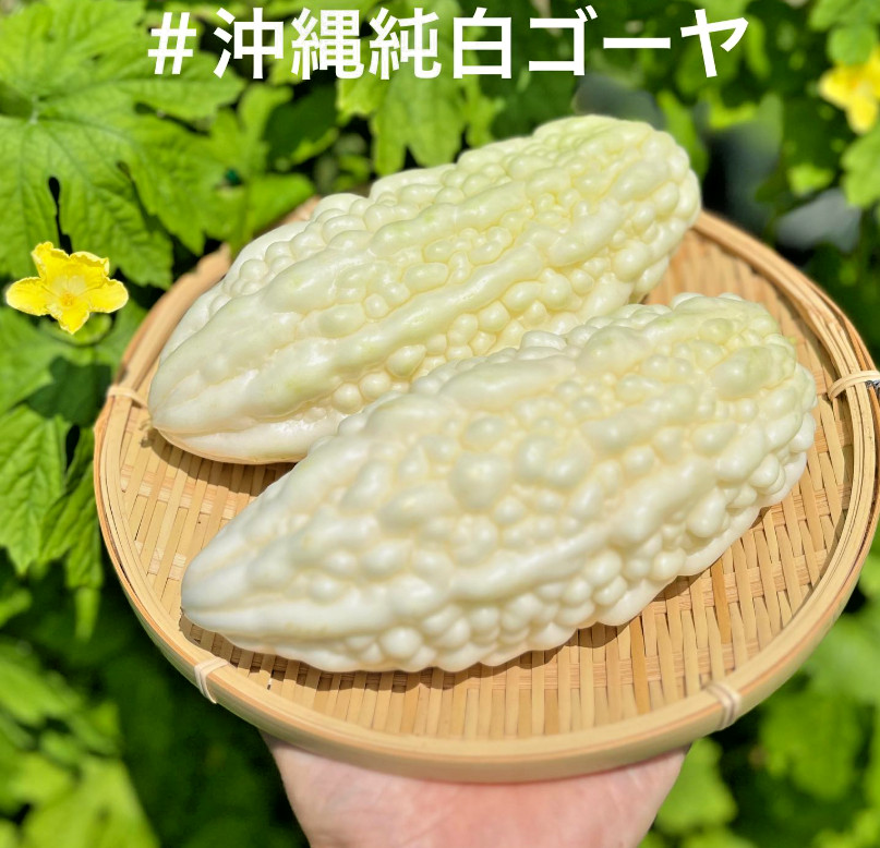 🌱Japanese Heirloom Bitter Melon Jyunpaku Pure White 6 Seeds