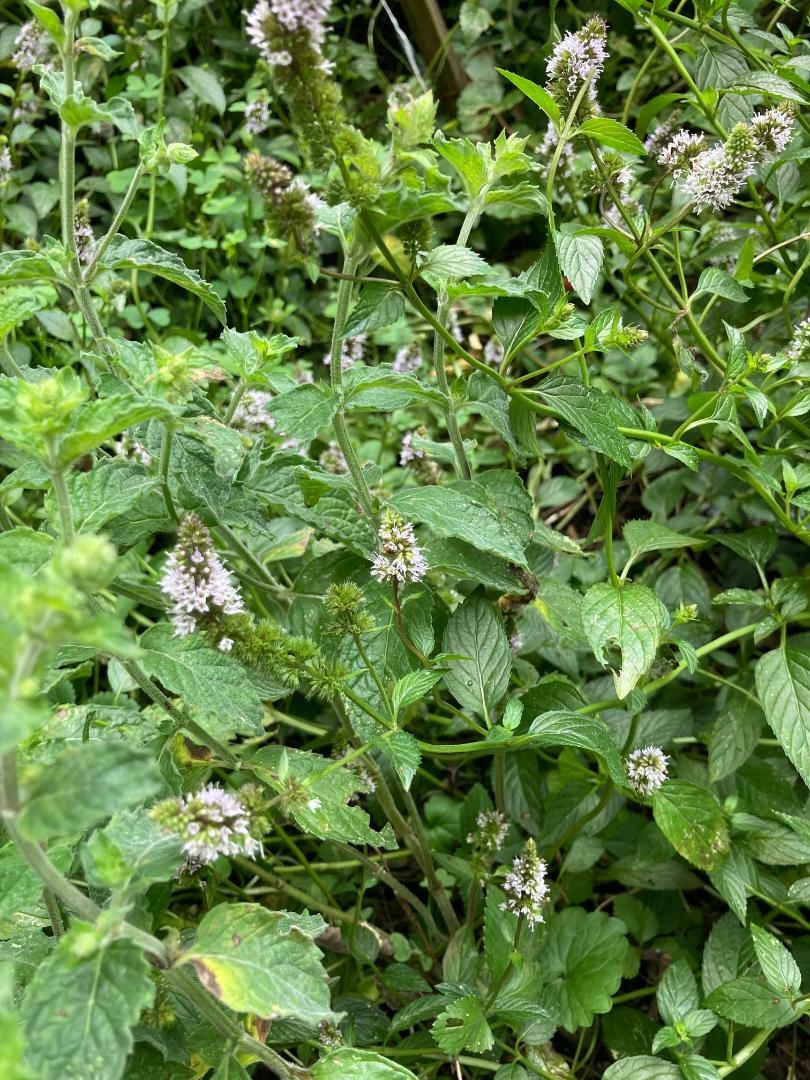 Chocolate Mint Herb Plant 25 Seeds USA Seller USA Seller Home Grown
