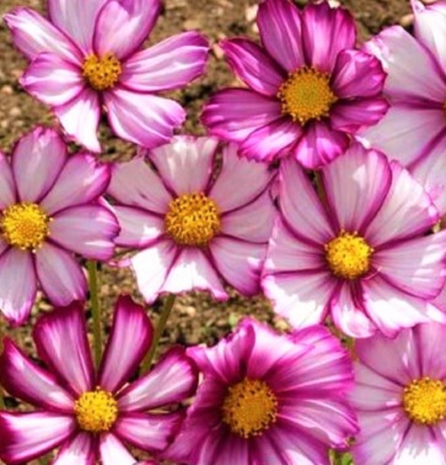 Beautiful Cosmos Picotee Seeds 80+ Seeds -BUY 4 ITEMS FREE SHIPPING