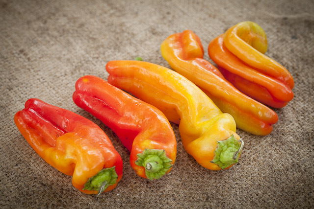 25 CUBANELLE SWEET PEPPER SEEDS ~ heirloomseedguy ~ 2026 ~ NON-GMO