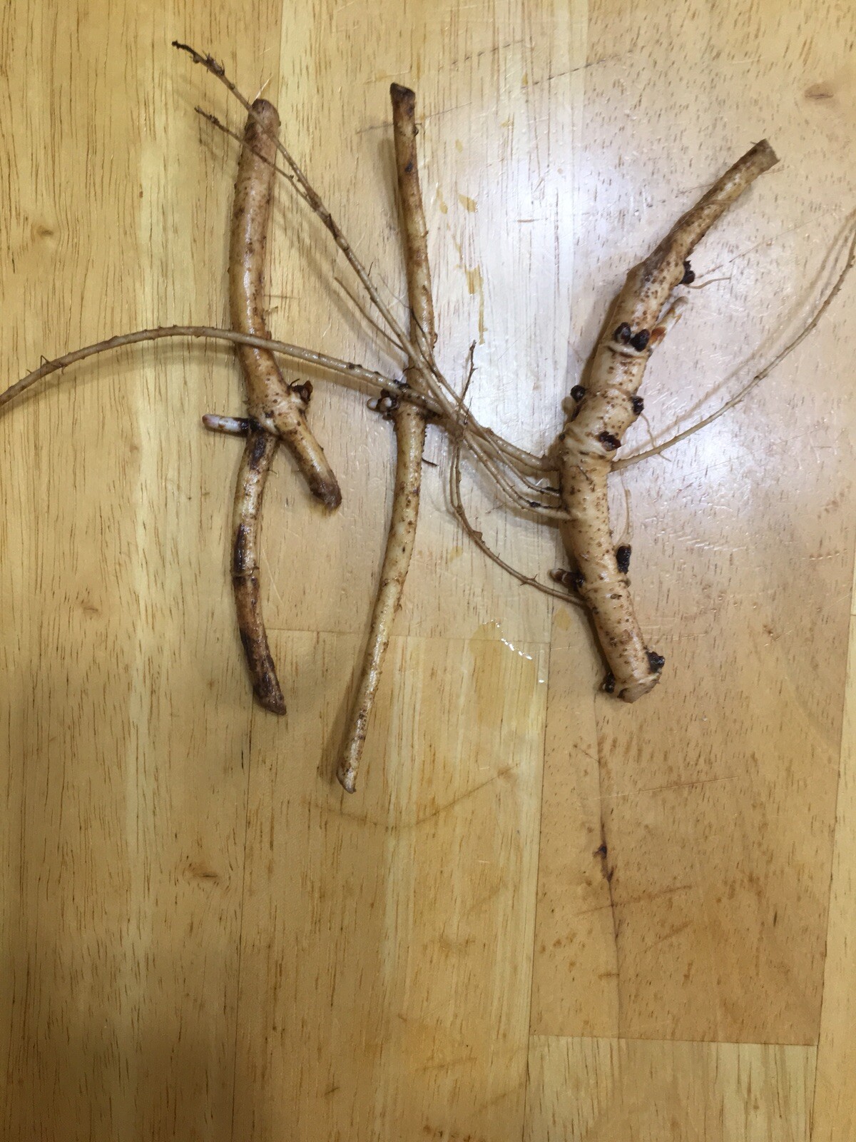 Ideal Mother’s or Father’s Day Gifts. 10 Organic Zeus Hop Rhizomes, $60.