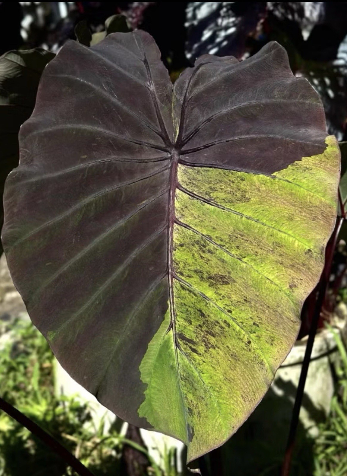 Authentic Colocasia Bushido 1 bulb