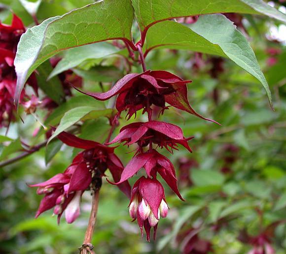 BULK, Himalayan Honeysuckle bush 1000 seeds hardy perennial, mariesgreengarden