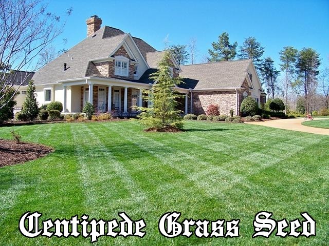 Tifblair Centipede Grass Seed – 25 Lbs. (Certified)
