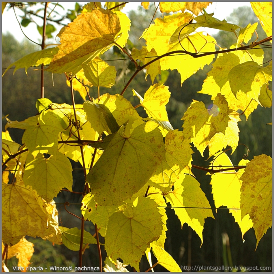 Riverbank Grape, Vitis riparia, Vine Seeds