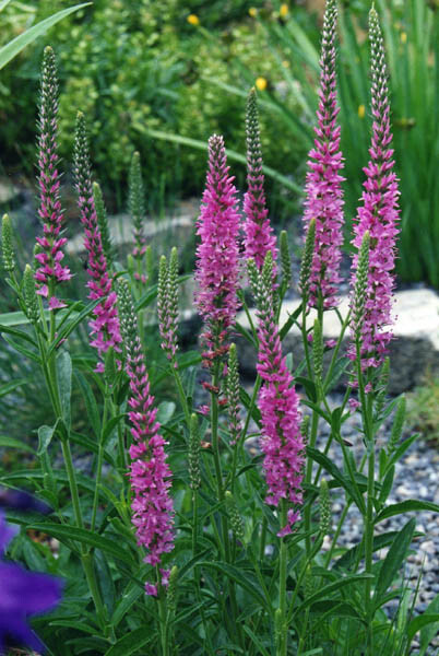 VERONICA LONGIFOLIA, 160 SEEDS, MIXED COLORS, LONG LEAF SPEEDWELL, USA SELLER