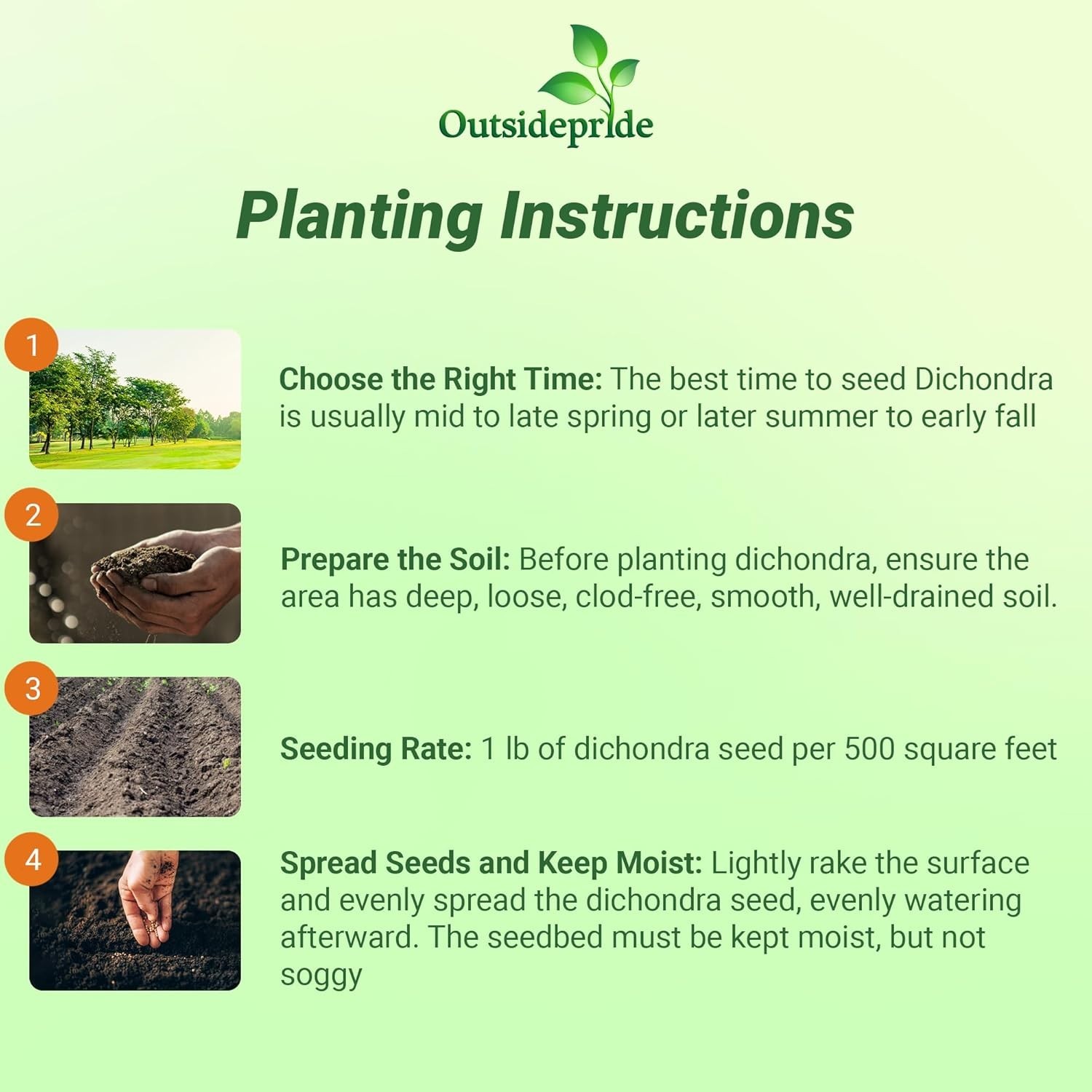 Low-Maintenance Dichondra Seeds – Ideal for Quick Lawn Alternatives and Erosion