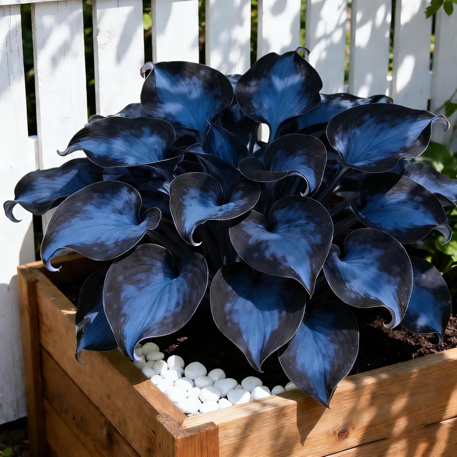 Hosta Seeds 200+ Rare White&green Hosta with Blue Variations – Perennial Plants