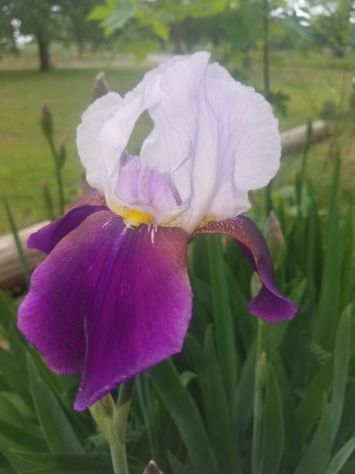 6x FRESH MIXED VARIETIES/COLORS BEARDED IRIS Bulbs/Rhizomes FRESH