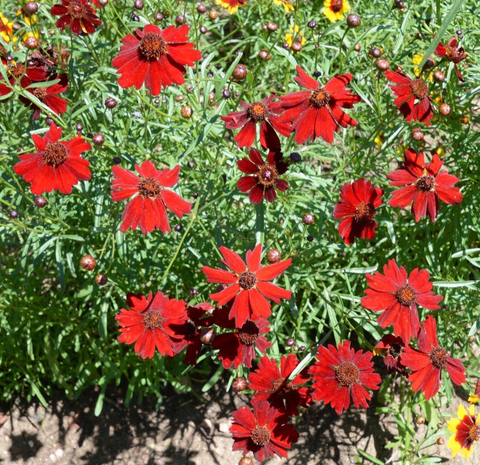 Coreopsis – Dwarf Red Plains Seeds – 100 Seeds Per Packet, Non-GMO