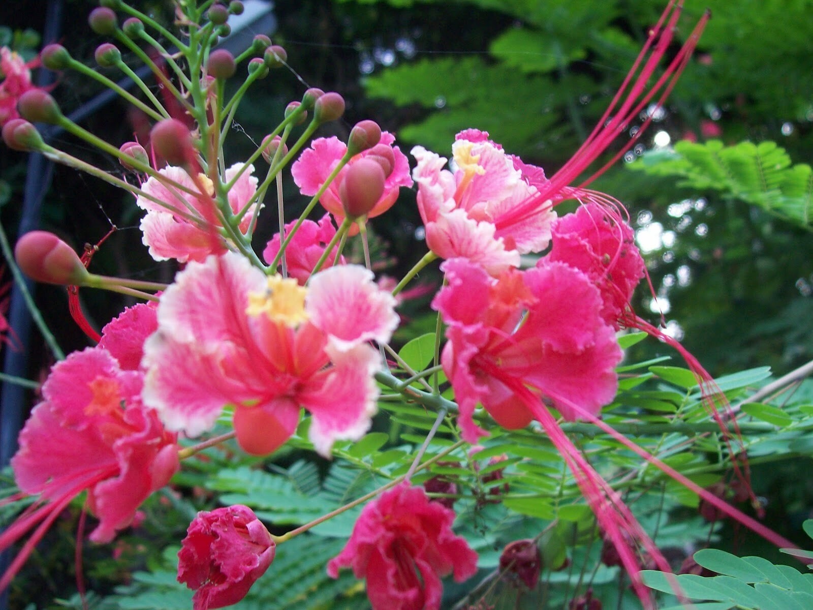 Caesalpinia pulcherrima Pink | 5_Seeds