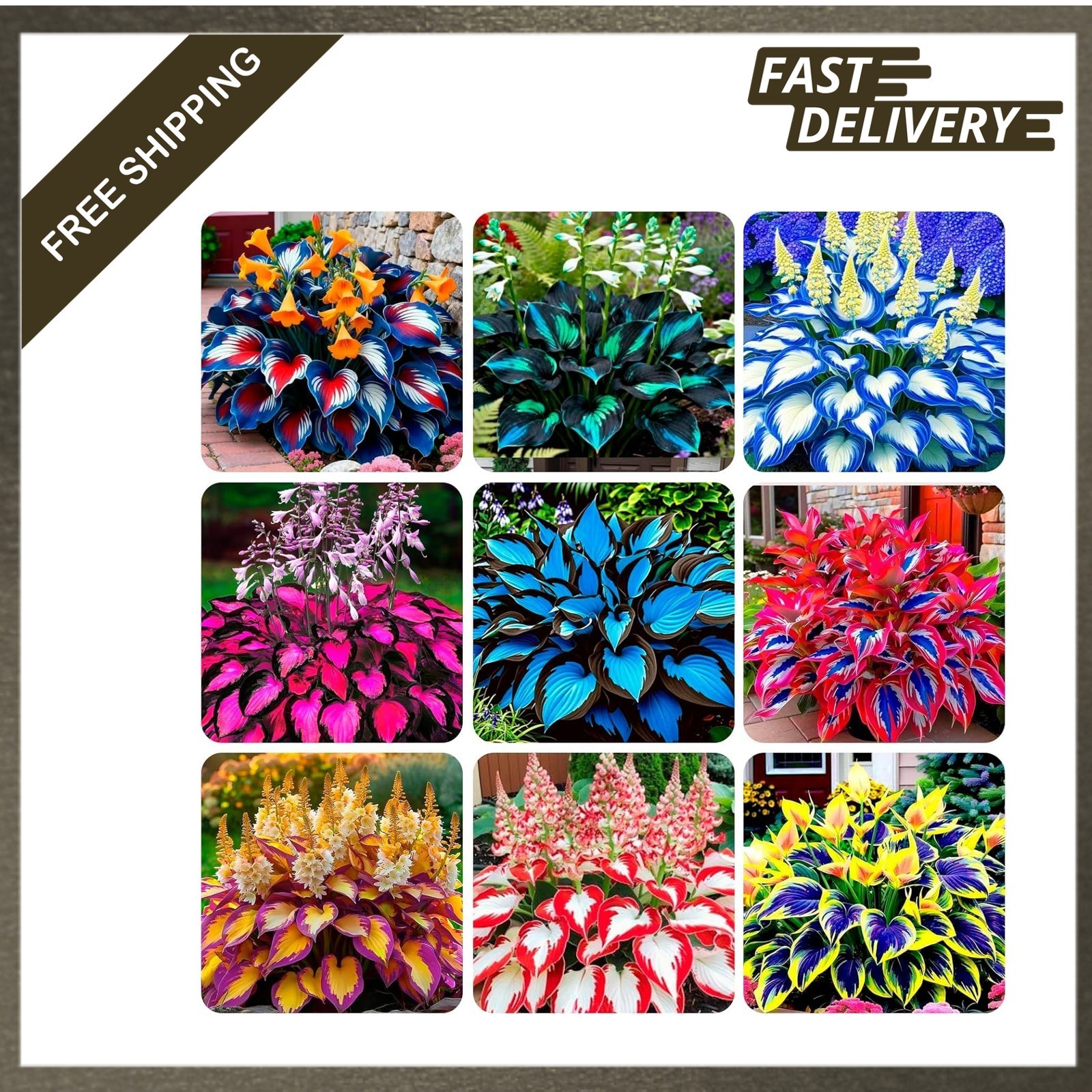 Perennial Hosta Seeds for Planting Indoor Outdoor Shade Garden Fragrant Non GMO