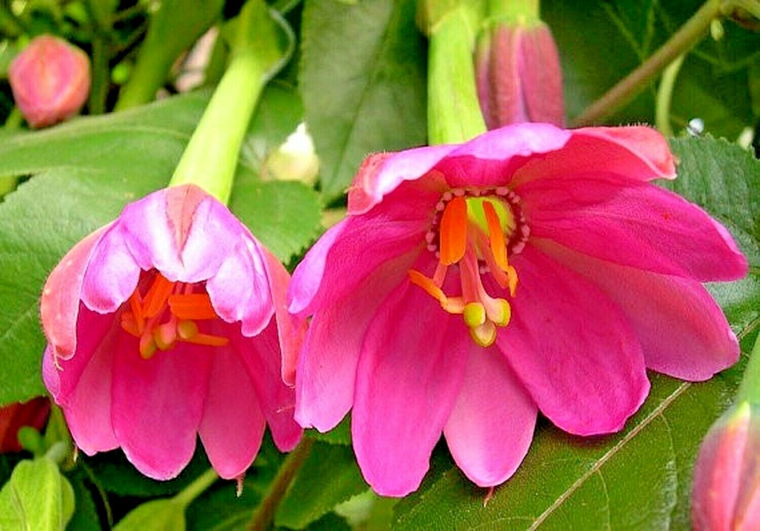 20 BANANA PASSIONFRUIT SEEDS (Passiflora Mollissima) Fast Flower Vine Plant RARE