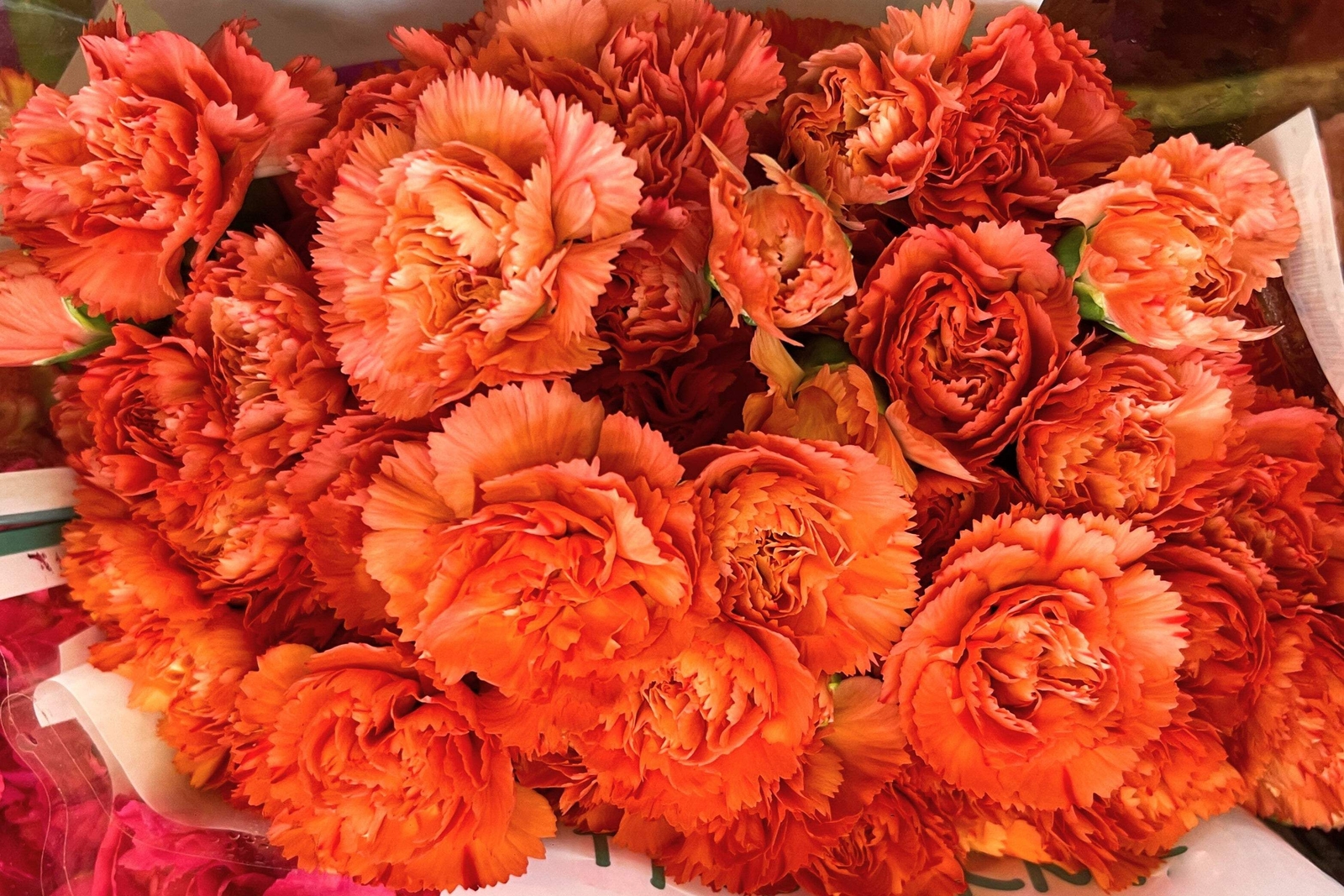50 ORANGE CARNATION Dianthus Caryophyllus Chabaud Flower Seeds *Flat S/H