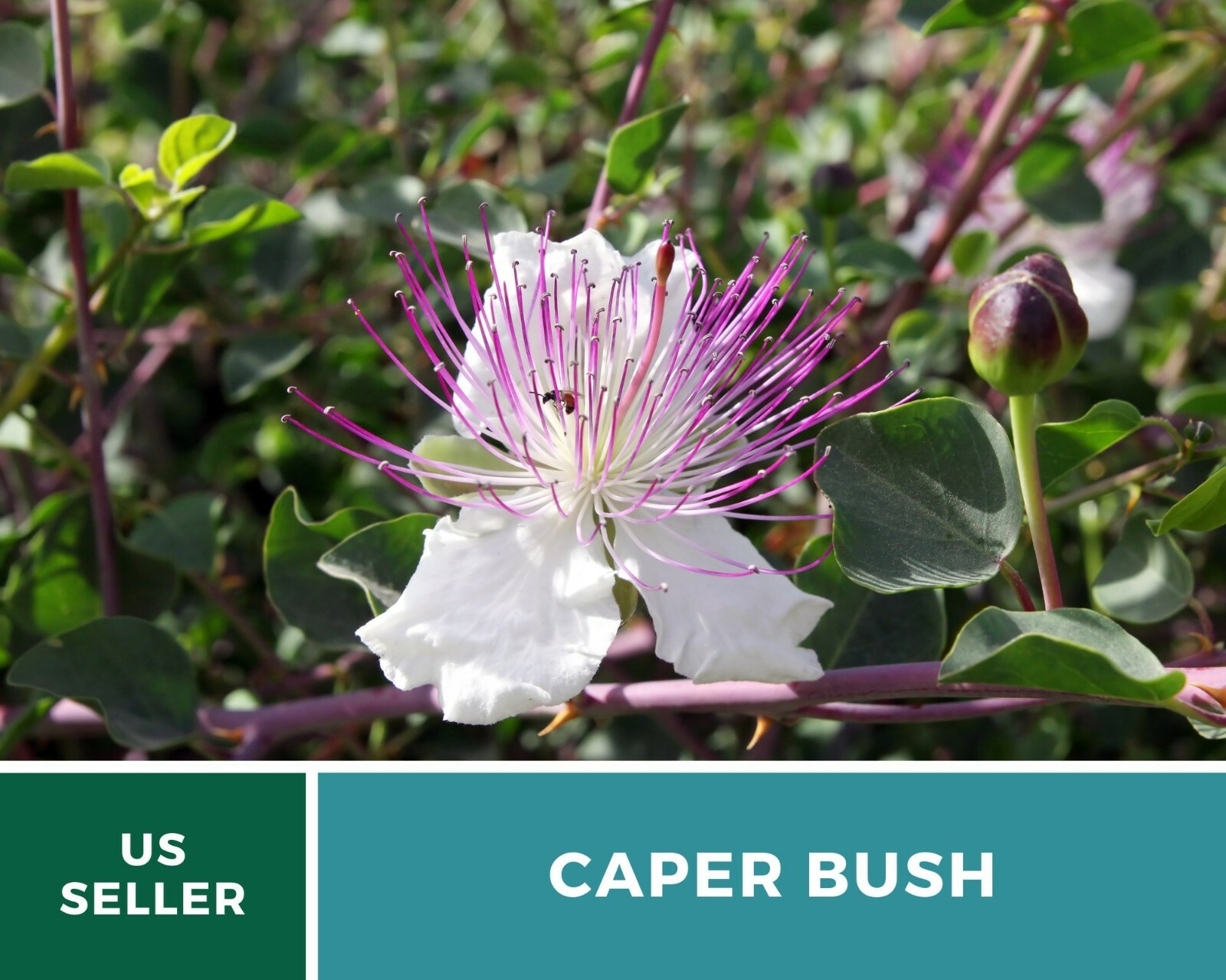 Capers (Caper Bush) – Heirloom Seeds – Culinary and Medicinal Plant (Capparis sp