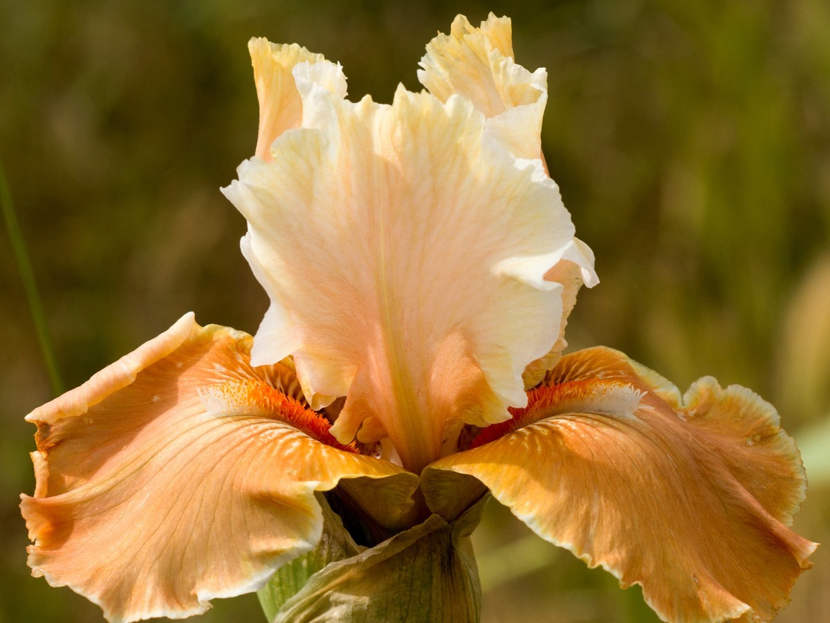 **ORANGE POPSICLE** Tall Bearded Iris. Pre-Order, Combined Shipping: Jul – Sep