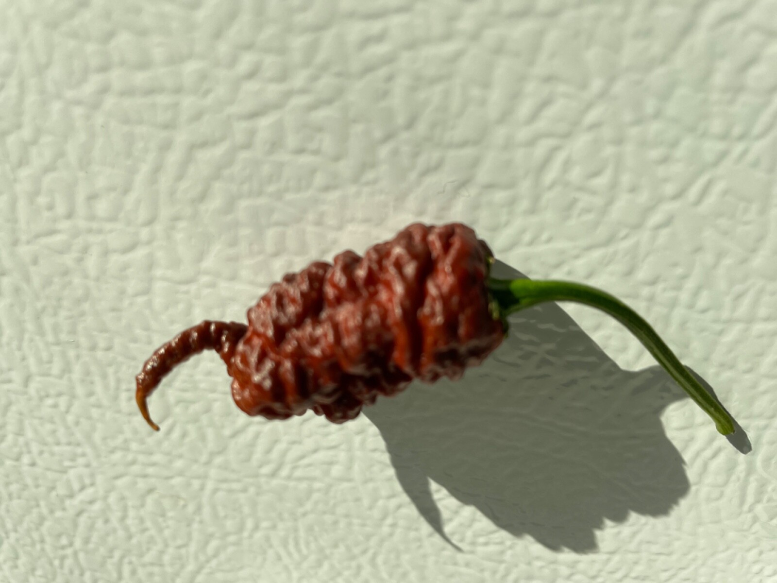 30+ Super Hot Chocolate Ghost Pepper Seeds  Ghost Bhutlah Authentic Super Hot