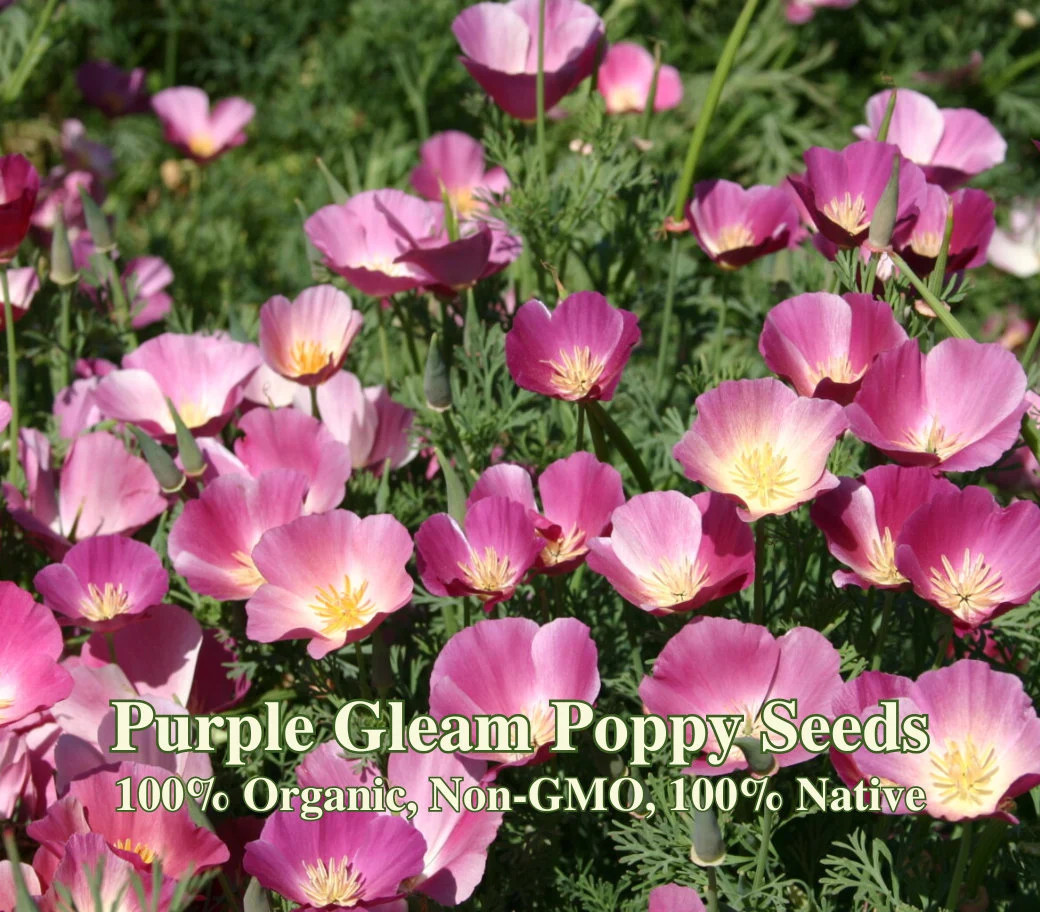 California Poppy Purple Gleam Seeds California Native Eschscholzia Californica