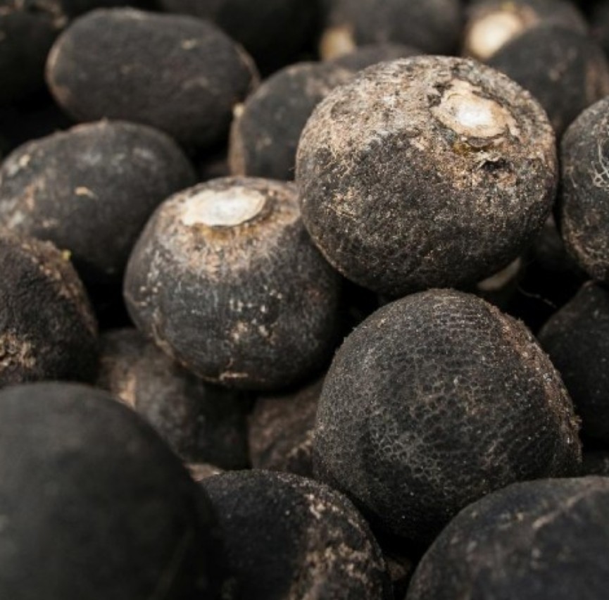 200+ Black Spanish Round Radish Seeds **Fresh Seeds** ~~Free Shipping~~